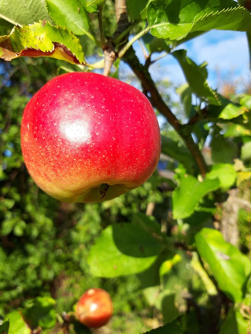 사과, 과일, 식품, 신선한, 건강한, 익은, 본질적인, 단, 생기게 하다, 수확