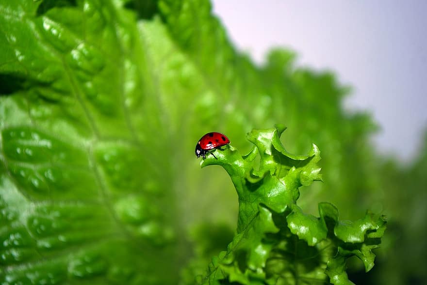 Ladybug, Ladybird, Animal, Lettuce, Green
