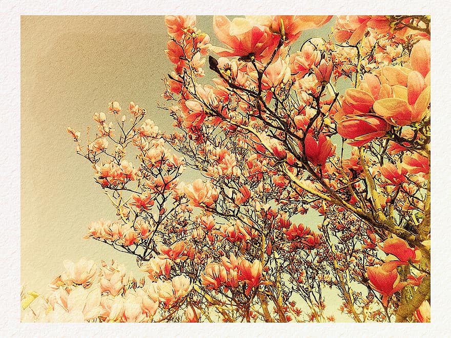 wiosna, kwiaty, drzewa magnolii, kwitnąć, kwiat, flora, Natura