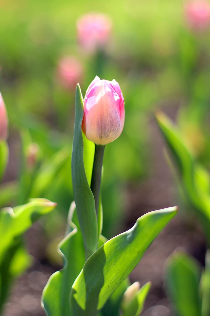 tulipa, flor, plantar, tulipa rosa, pétalas, Flor, flora, Primavera, jardim, natureza, folha