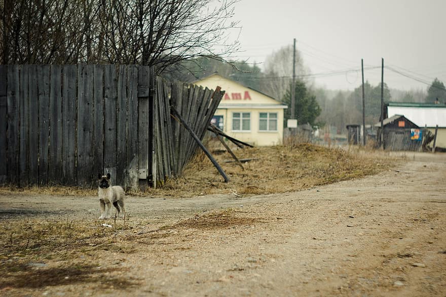 perro, perrito, abandonado, Guardia de seguridad, Afuera, retaguardia, sereno, Alrededores, Siberia, granja, mascotas