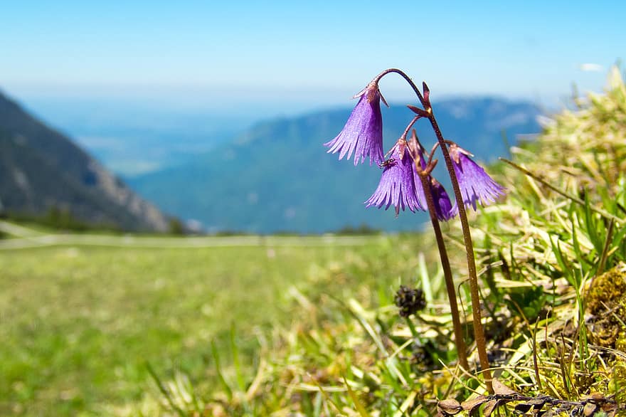 Alpenveilchen, alpin, Blume, Natur, Pflanze, wilde Blumen, Alpenblumen, blühen, Flora, wild