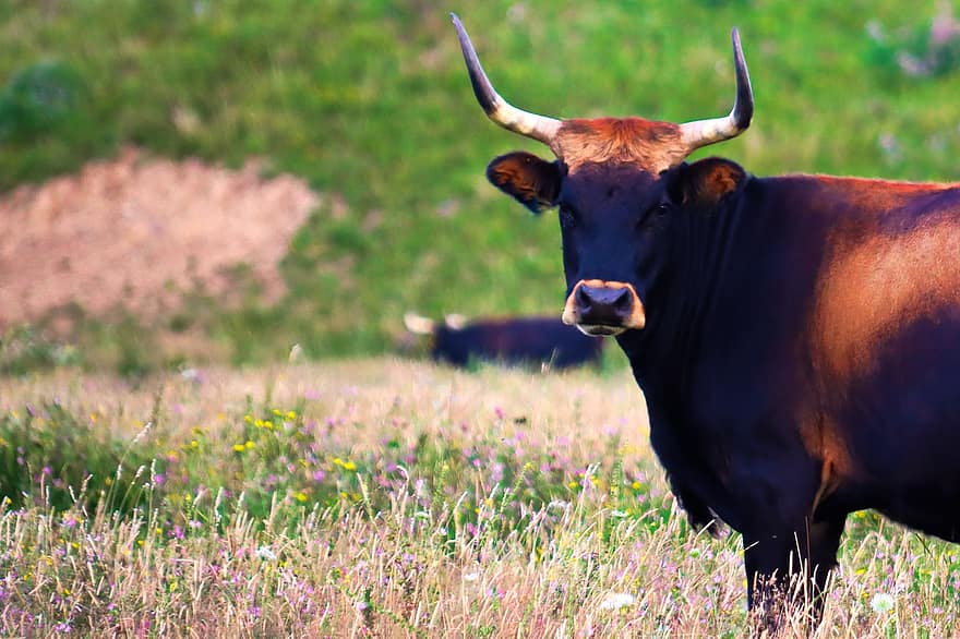 con bò, đồng cỏ, thú vật, gia súc, động vật có vú, sừng, động vật nhai lại, nông thôn