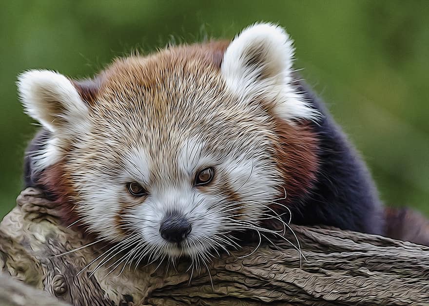 Red Panda, Animal, Log, Mammal, Wildlife, Whiskers, Wild, Nature, Cute, Furry, Closeup