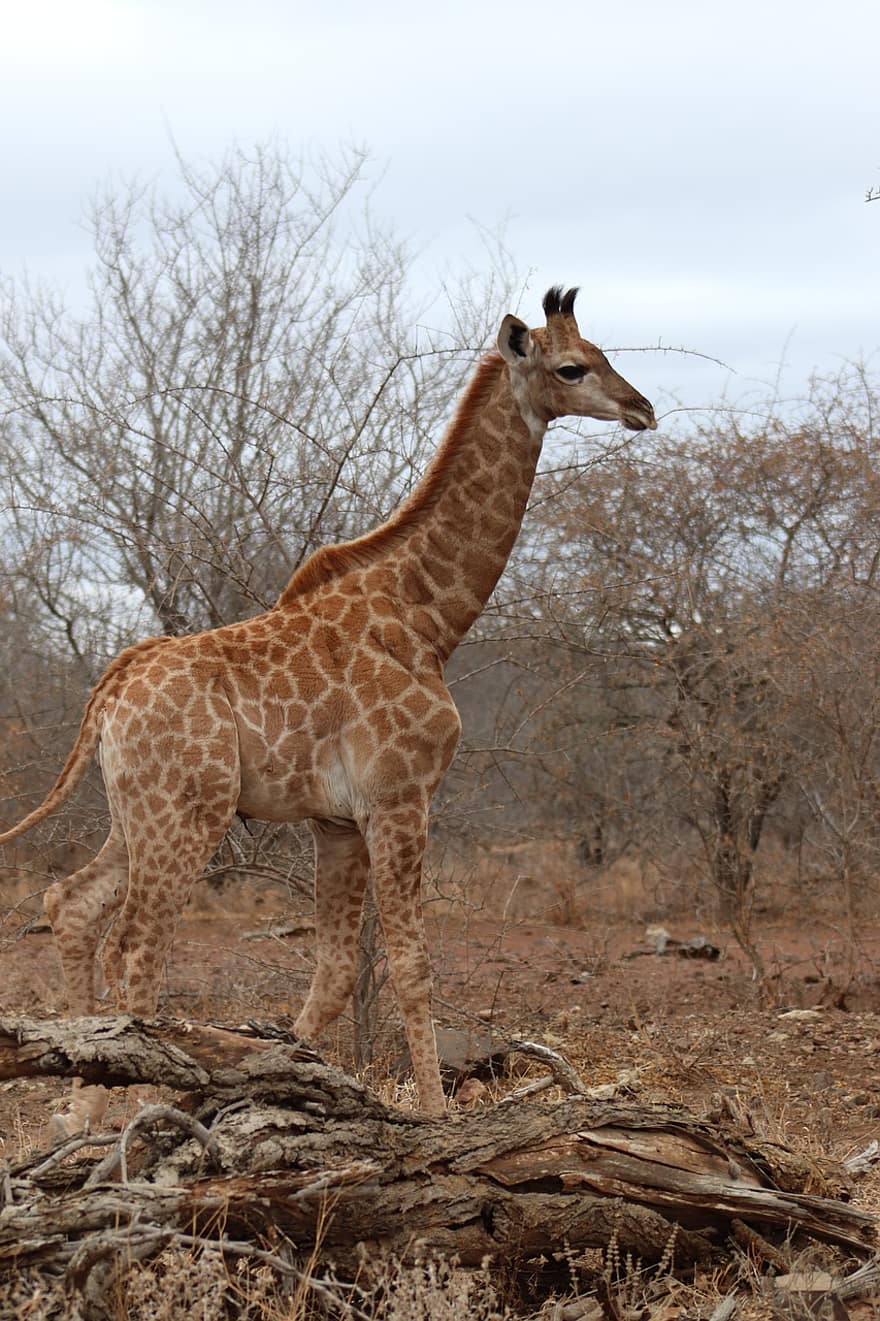 jirafa, animal, naturaleza, fauna silvestre, mamífero, safari, de cuello largo, patas largas