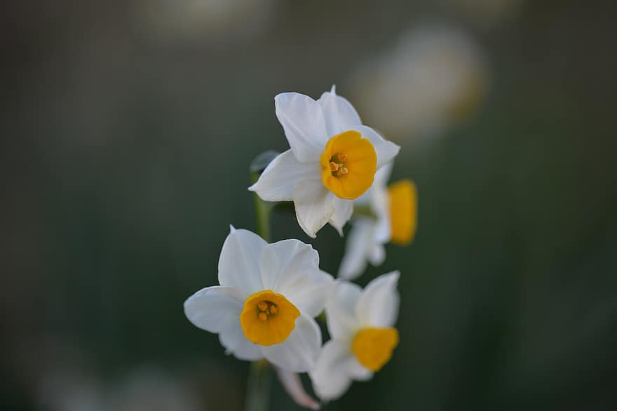 påskeliljer, blomster, anlegg, Narcissus, petals, blomst, blomstre, prydplante, hage, natur