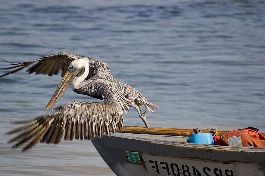 Pelican, Bird, Animal, Water Bird, Aquatic Bird, Plumage, Beak, Water, Boat, animals in the wild, feather