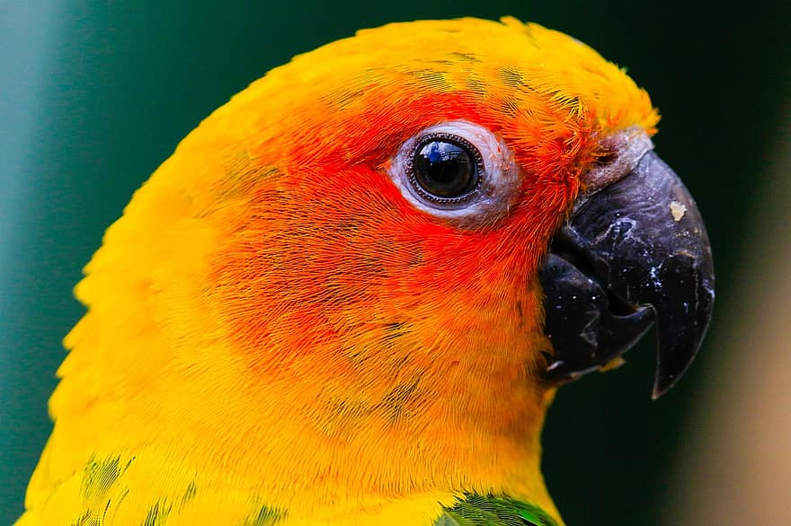 fågel, papegoja, ornitologi, arter, fauna, avian, näbb, multi färgad, fjäder, gul, närbild