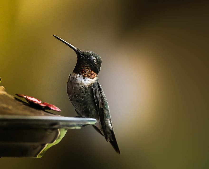 colibrí, pájaro, alimentador de colibrí, colibrí garganta rubí, pájaro macho, Colibrí macho, animal, aviar, pajarito, pájaro pequeño, ave tropical