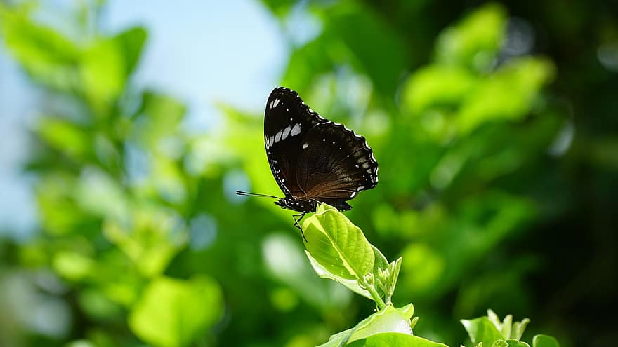 バタフライ、昆虫、翼のある昆虫、蝶の羽、動物相、自然、葉