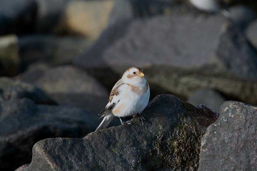 χτυπήματα χιονιού, μεταναστευτικό πουλί, Βόρεια Θάλασσα, Το βορειότερο Songbird