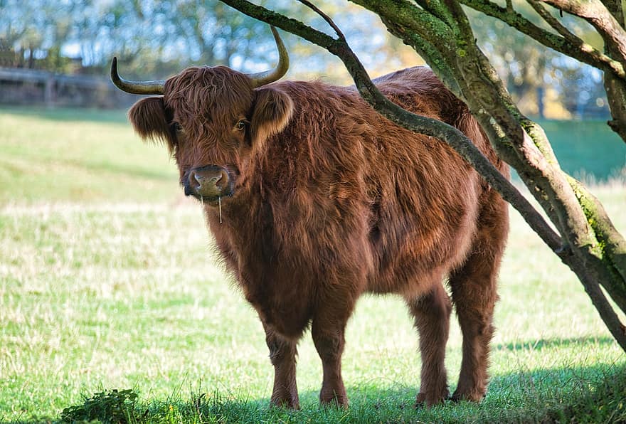 skot skotský, kráva, hospodářských zvířat, highland kráva, dobytek, zvíře, savec, chlupatý, pastvina