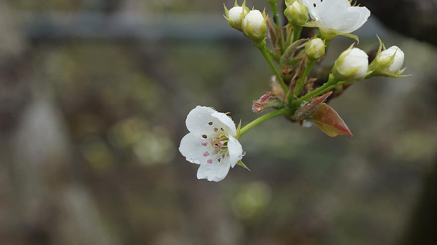 Times, Pear Flower, Spring, Flower Soy, White Flower, Nature, Plant, Background, Pear, Pear Blossom, Rika