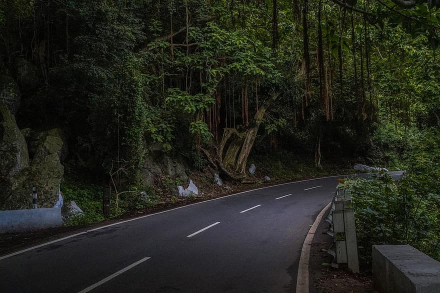India, Road, Forest, Nature, Ooty, Adventure, Woods, Trip, Travel, tree, landscape