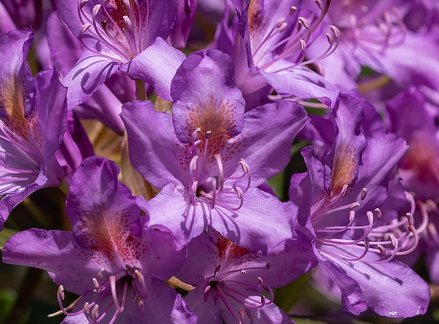 Rhododendron, flori, violet flori, petale, violete petale, a inflori, inflori, floră, natură