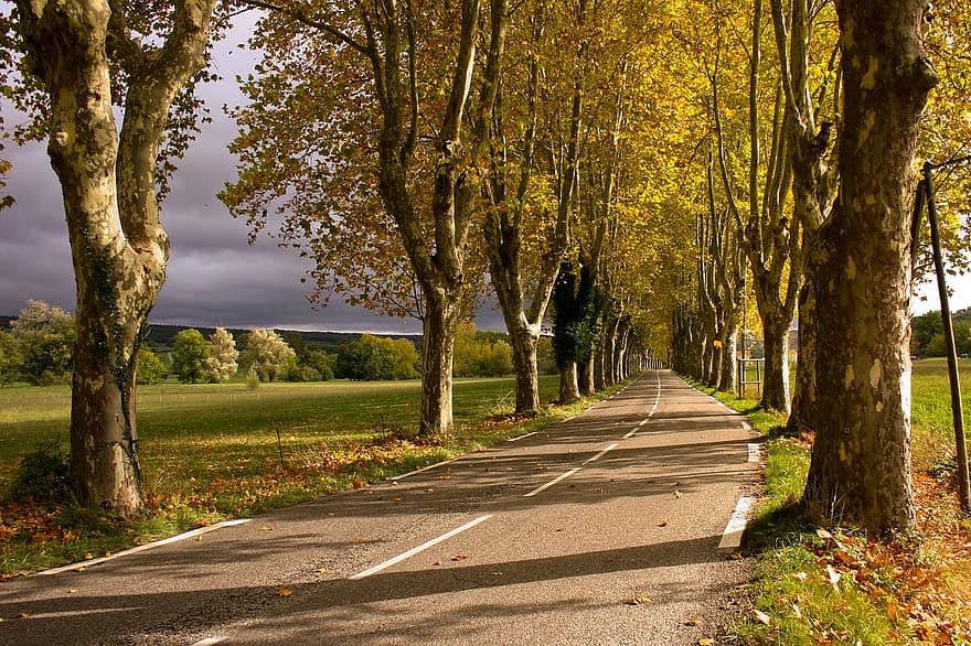 Bäume, Straße, Herbst, Platanen, Avenue, Fahrbahn, Pflaster, Asphalt, Landschaft