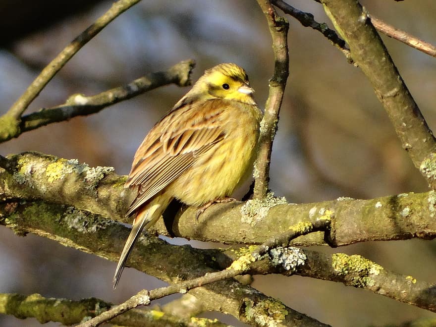 Yellowhammer, Bird, Branch, Perched, Animal, Songbird, Wildlife, Feathers, Plumage, Tree, Nature