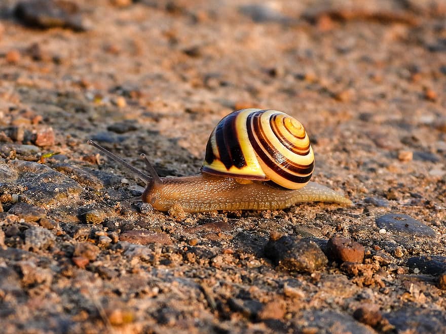 Snail, Shell, Mollusk, Gastropod, Snail Shell, Animal, Animal World, Probe, Mucus, Casing, Crawl