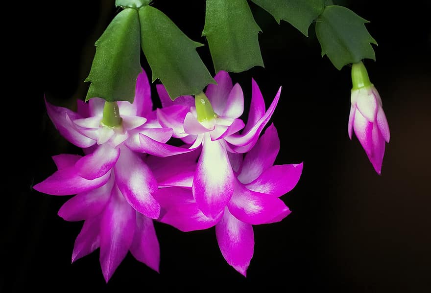 schlumbergera truncata, квіти, рожеві квіти, пелюстки, рожеві пелюстки, цвітіння, флора, рослини, впритул, Рослина, лист