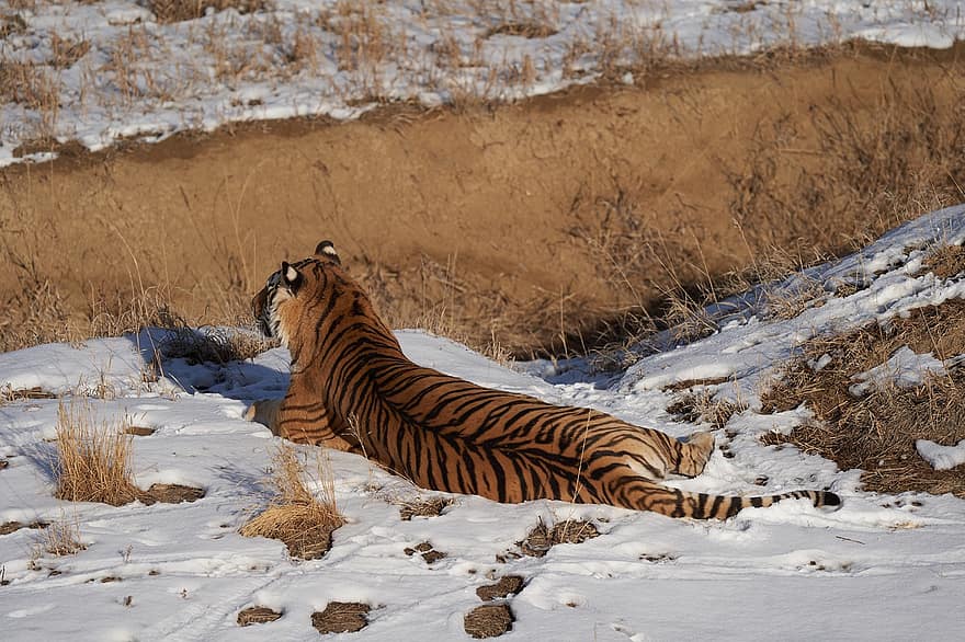 tijger, kat, katachtig, strepen, vacht, jas, achteroverleunen, sneeuw, winter, dier, wild