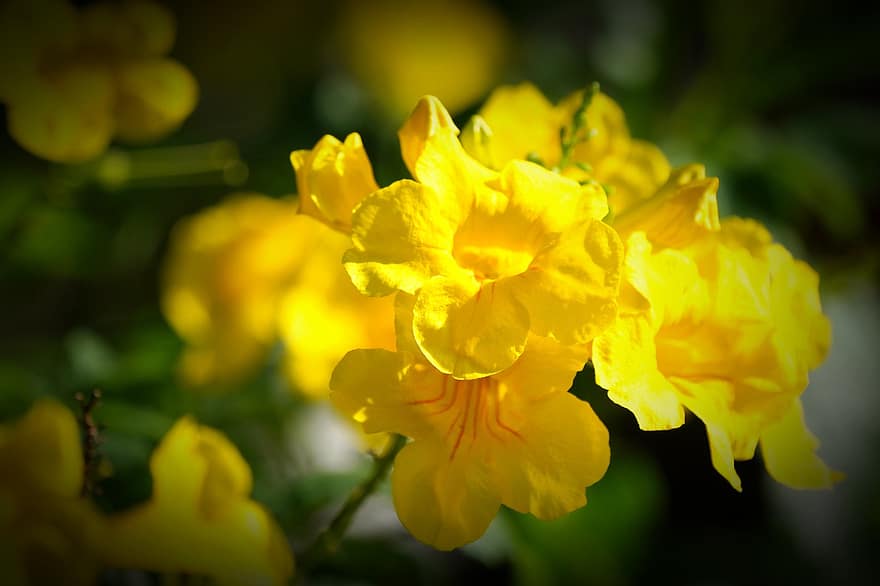 tecoma stans, жълти цветя, цветя, листенца, жълти венчелистчета, разцвет, цвят, растения, флора, природа, жълт