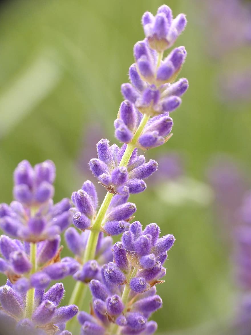 laventeli, kasvi, violetti, kukat, luonto, kesä, yrttejä, kasvisto, tuoksuva, homeopatia