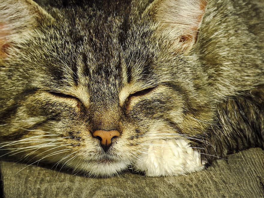 con mèo, râu ria, ngủ trưa, bàn chân, có lông, mõm, cái đầu, thú vật, vật nuôi