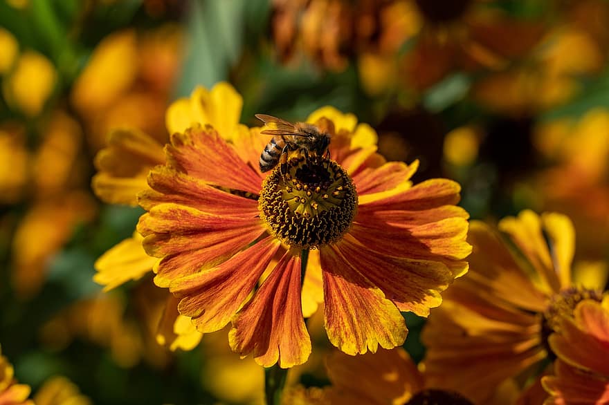 sneezeweed, flor, abelha, inseto, néctar, polinização, pétalas, flor de laranjeira, Flor, planta com flores, planta ornamental