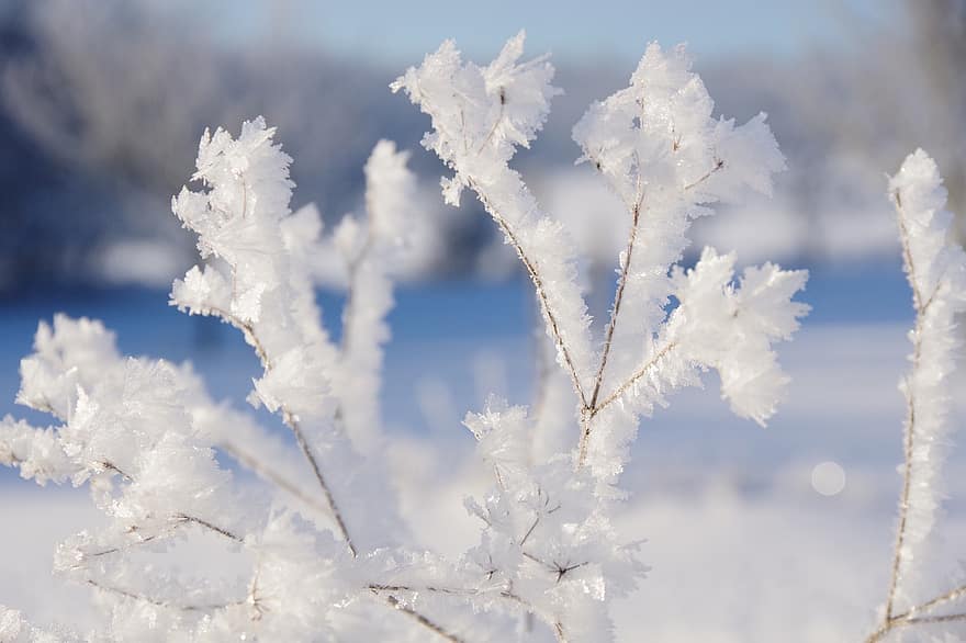hivern, branques, gelades, gel, neu, cristalls de gel, congelat, brisa, naturalesa, temporada, blau