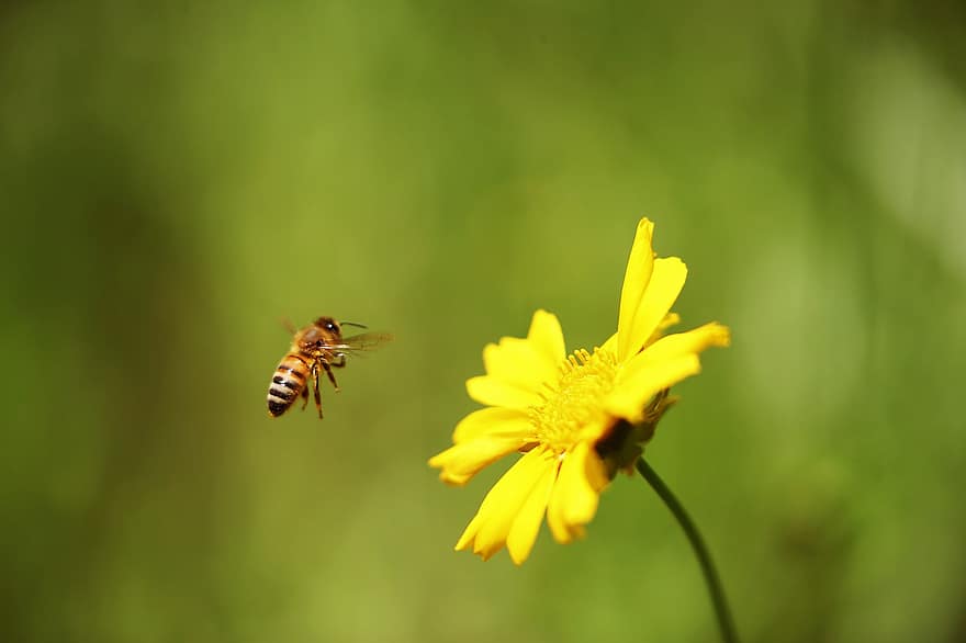 पीला फुल, मधुमक्खी, एक वृत्ति में, सहज रूप में