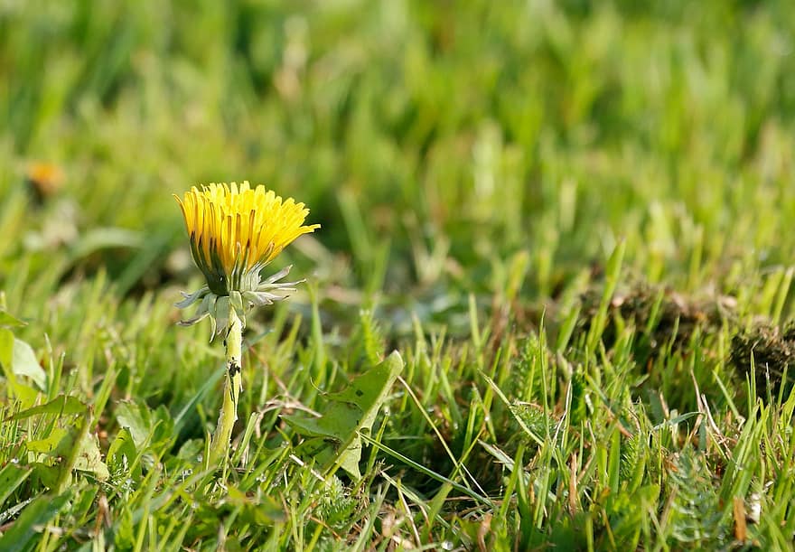 Dandelion, Yellow Flower, Wildflower, Meadow, Flower, Plant, Flora, Close Up, summer, green color, grass