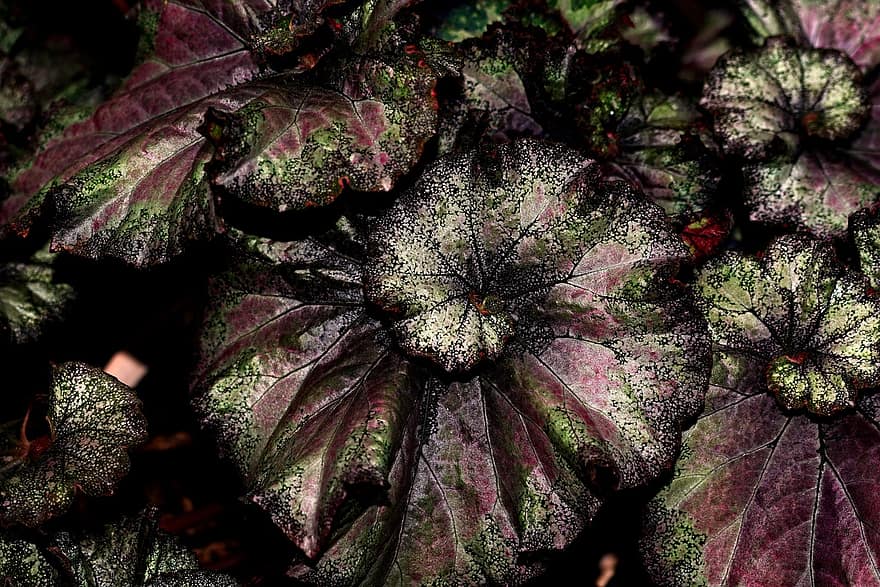 begonia, bladeren, fabriek, Begonia met geverfd blad, spiraal, sier-, decoratie, gekleurde bladeren, natuur, blad, detailopname