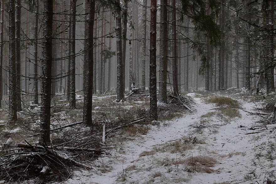 Forest, Winter, Woods, Foggy Landscape