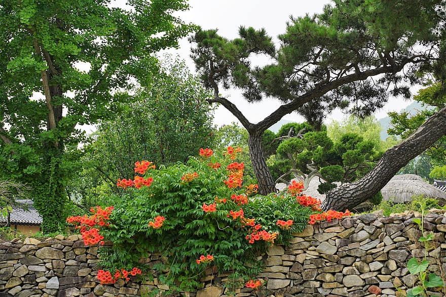 Campsis, ดอกไม้, เกาหลี, ประเพณี, โซล, แบบดั้งเดิม, วัฒนธรรม, ธรรมชาติ, ฤดูใบไม้ผลิ, การท่องเที่ยว, Hanok