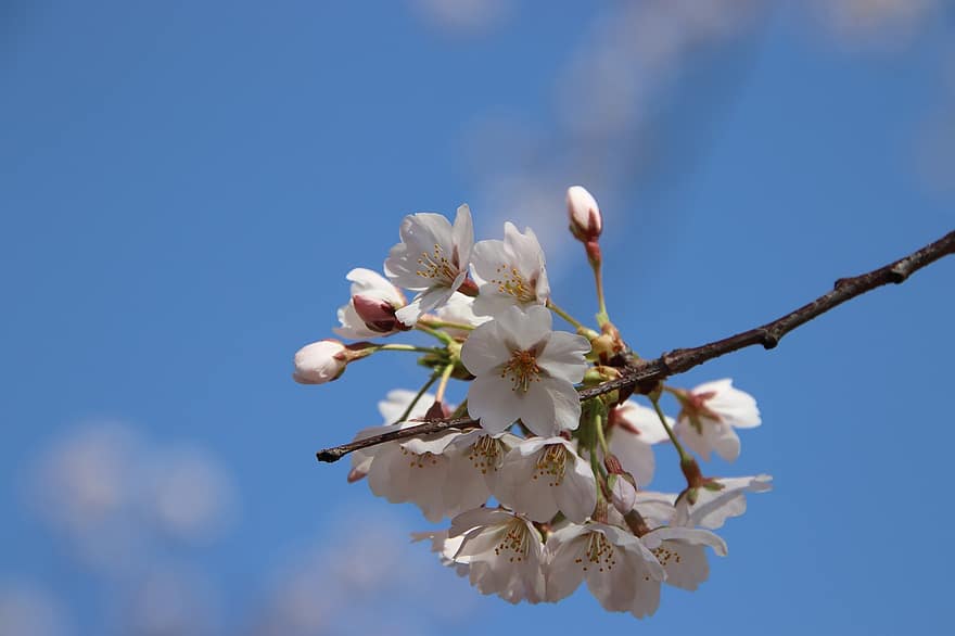 körsbärsblommor, sakura, blommor, flora, körsbärsträd, vår, vårsäsong, blomma, springtime, närbild, växt