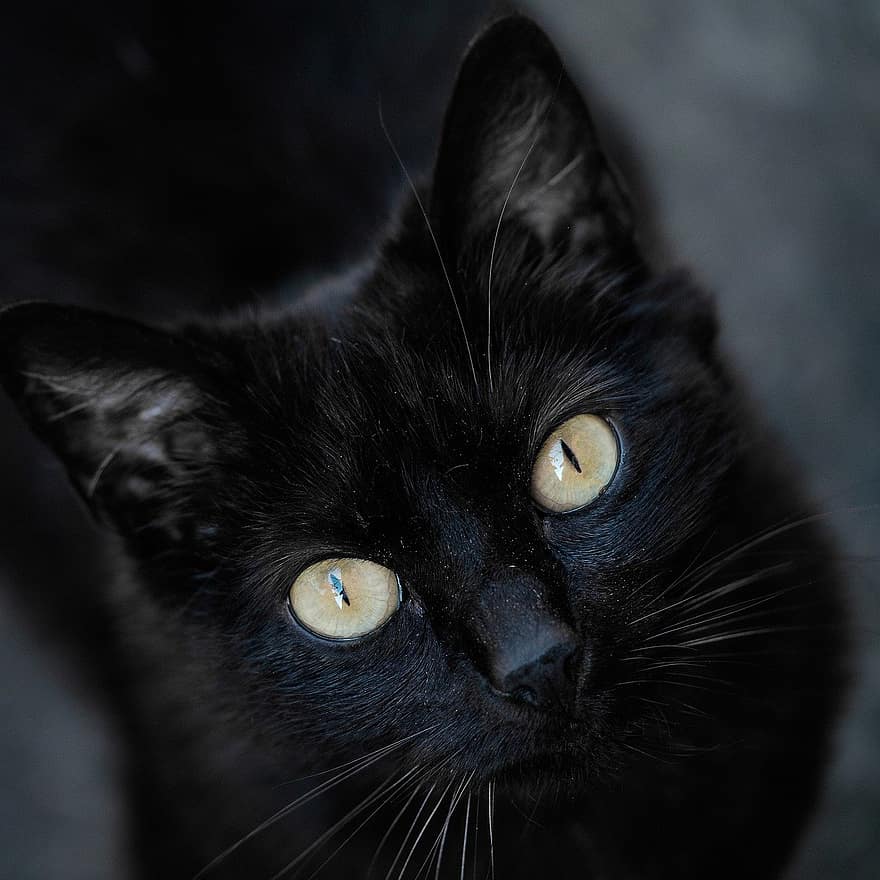 gato preto, olhos amarelos, gato, Retrato de gatos, gato doméstico, Preto, visão direta, contato visual