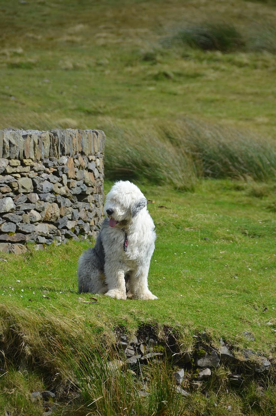 köpek, çoban köpeği, kısa kuyruk, Evcil Hayvan, yerli, İngiliz-çoban köpeği, Dulux-köpek