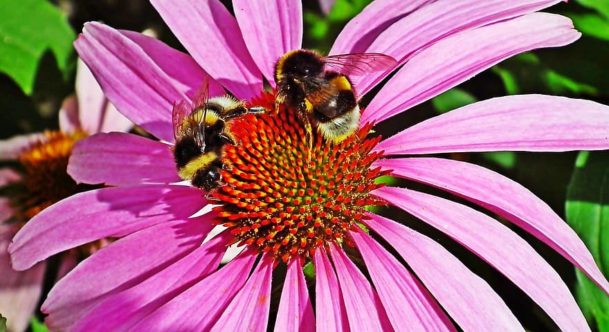 Земните пчели, пурпурен конус, опрашване, насекоми, пчели, цвете, градина, природа