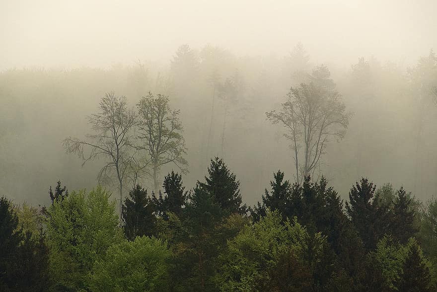 mist, Bos, bomen, landschap, vroege morgen, bewolkt, zonsopkomst, natuur, diffuus, humeur, boom
