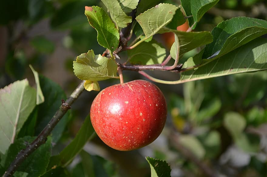 Mela, frutta, albero di mele, Mela rossa, ramo, maturo, biologico, frutteto, natura