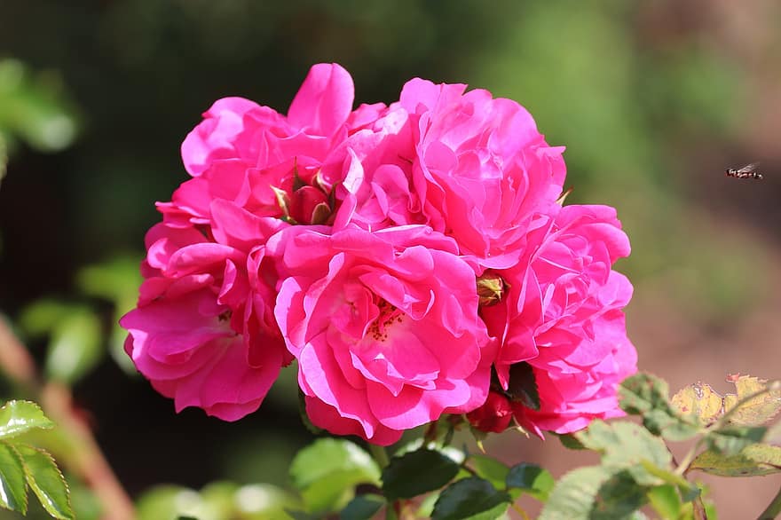 rosa Rosen, Rosen, blühen, Blütenblätter, Rosenblätter, Flora, Blumenzucht, Gartenbau, Botanik, Natur, Pflanzen