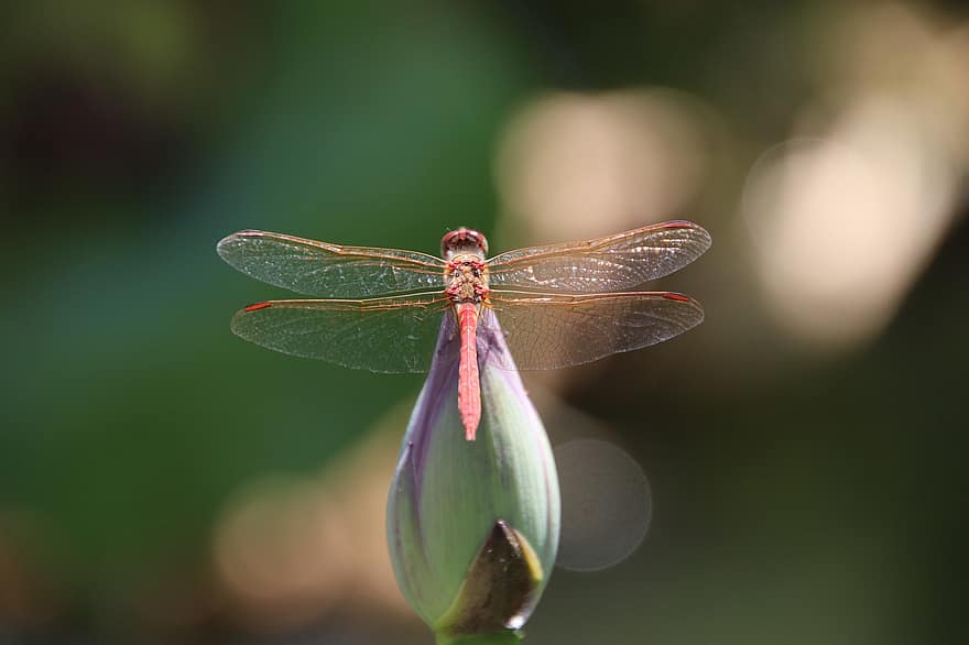Dragonfly, Insect, Lotus, Bud, Animal, Wings, Plant, Pond, Nature, Closeup
