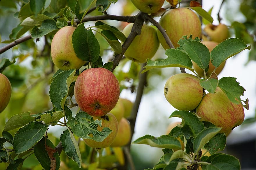 ābolu, koks, filiāle, augļi, nogatavojies, salds, filiāles, lapas