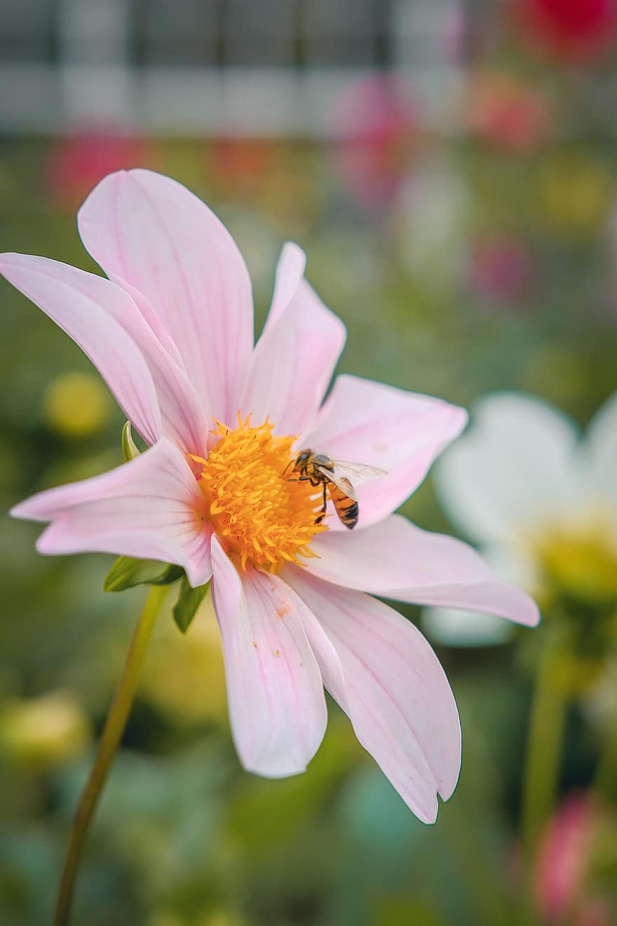 花、花びら、蜂、工場、ミツバチ、花粉、植物の、庭園、自然、咲く、植物学