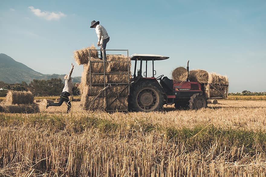 Hay Bales, Tractor, Rice Field, Workers, Men, Work, Round Bales, Harvest, Farm, Field, Rural
