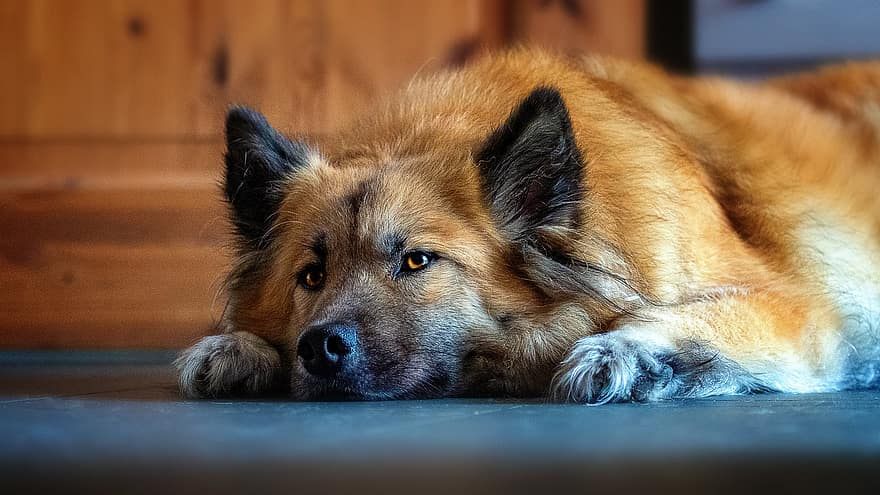 Dog, Canine, Domestic, Breed, Animal, Pet, Relaxed, Quiet