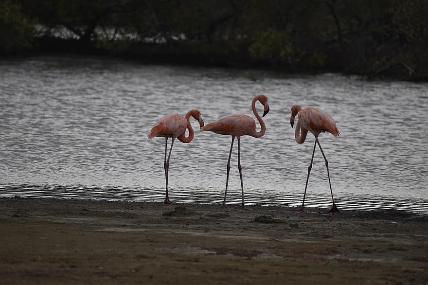 flamingoja, lintuja, ranta, kahlaavat linnut, eläin