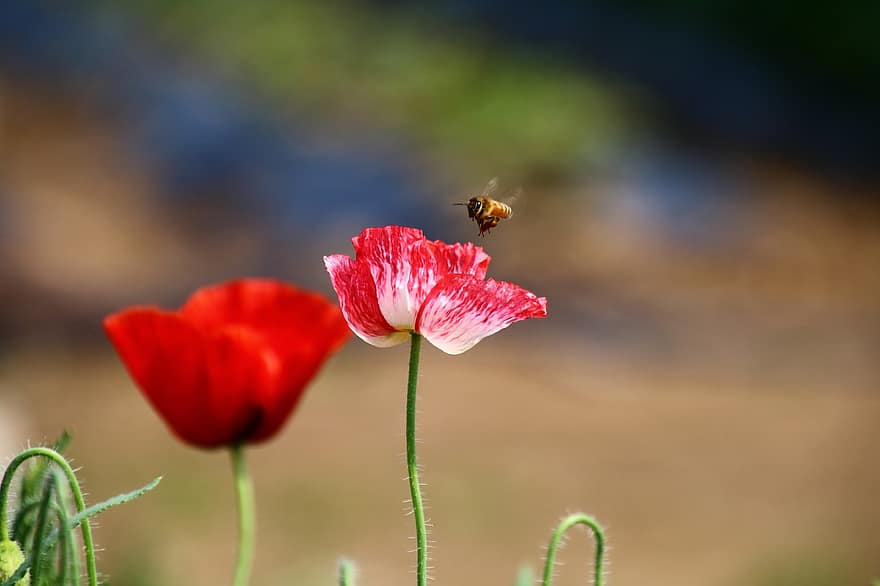 coquelicot, abeille, en volant, fleur, insecte, parc, animal, Floraison, la nature