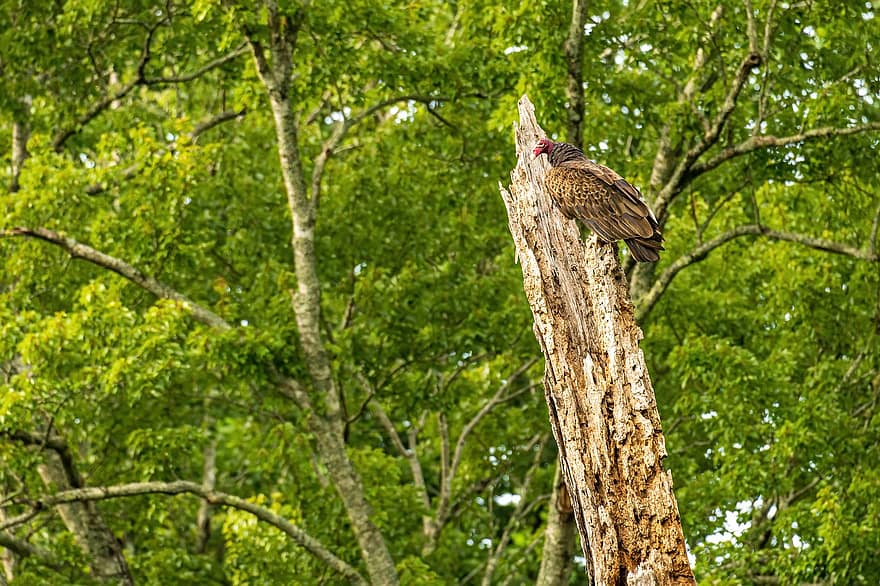 vautour, vautour de dinde, Vautour de Caroline du Nord, oiseau, la nature, charognard, faune, buse, vol, en volant, ailes