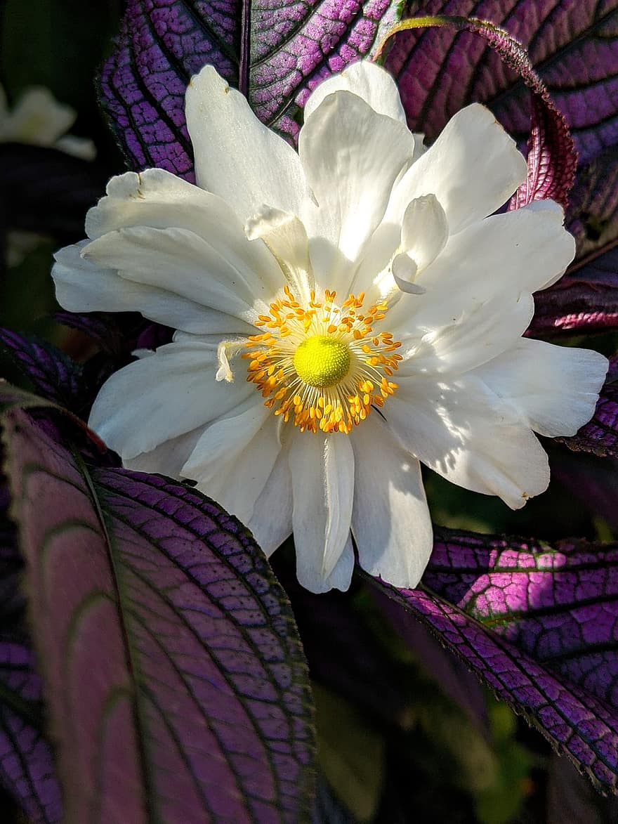 anemone, hvid blomst, lilla blade, blomst, blomstre, blooom, flora, blomsterdyrkning, Lilla Løv, havebrug, botanik